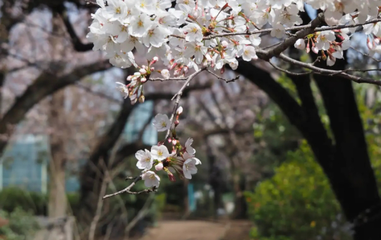 ☆渋谷区立代々木大山公園☆(笹塚・幡ヶ谷・代々木上原エリア)