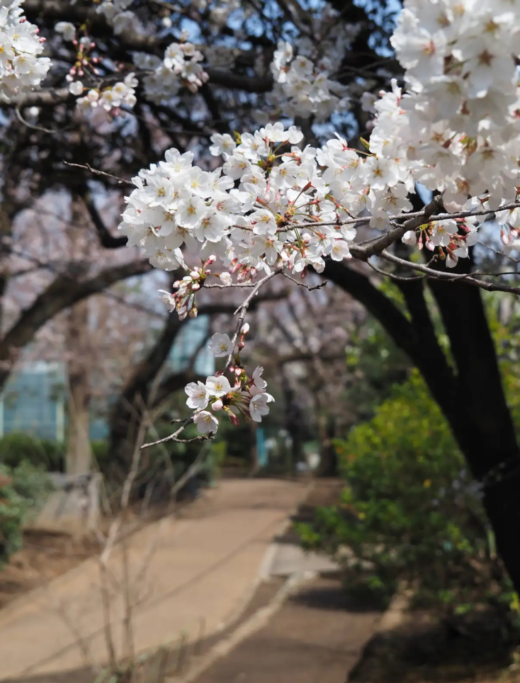☆渋谷区立代々木大山公園☆(笹塚・幡ヶ谷・代々木上原エリア)