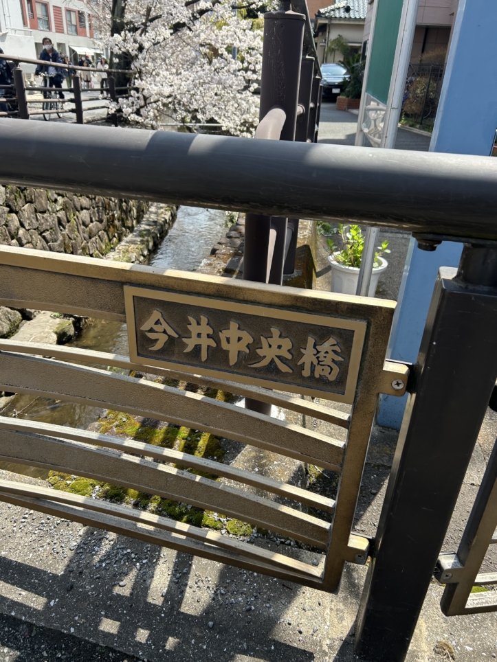 小川に咲く桜🌸