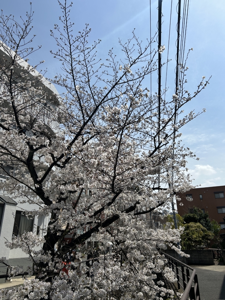 小川に咲く桜🌸