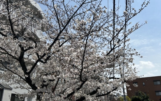 小川に咲く桜🌸