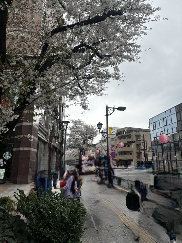 44回せいせき桜まつり