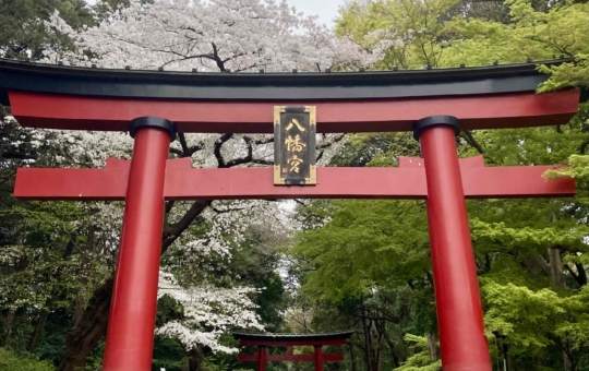 桜🌸