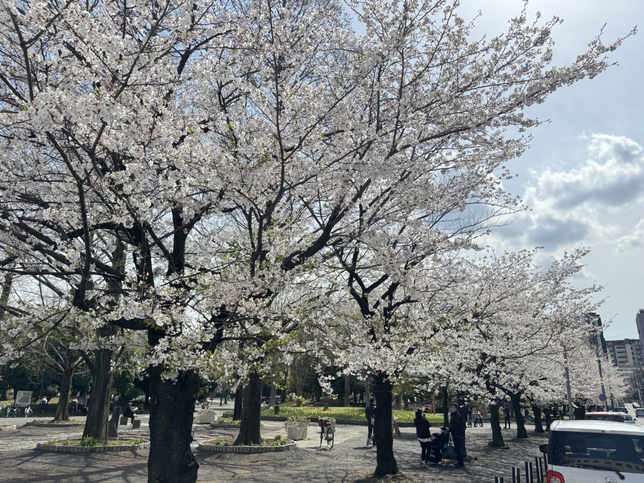 反町公園の桜が満開です🌸