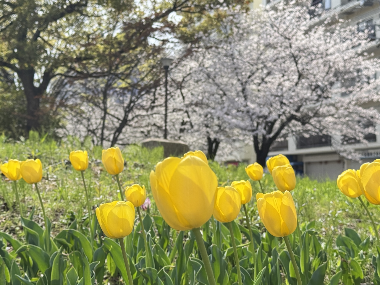 反町公園の桜が満開です🌸