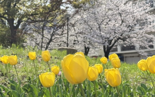反町公園の桜が満開です🌸