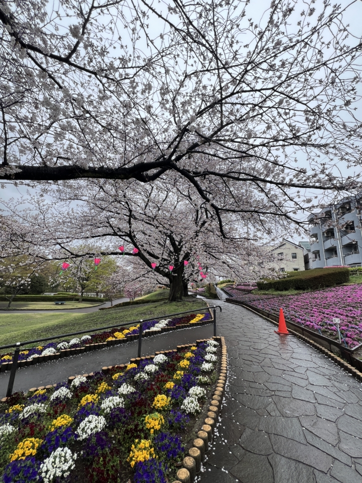 春のかにが沢公園
