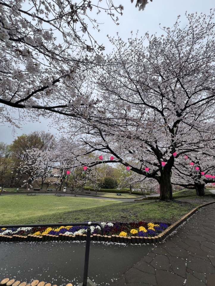 春のかにが沢公園