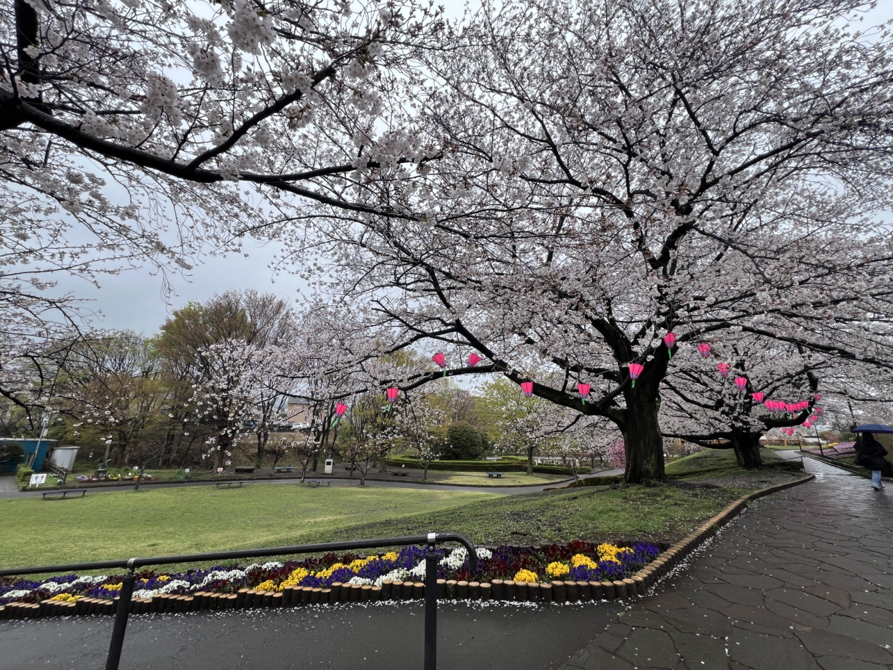 春のかにが沢公園