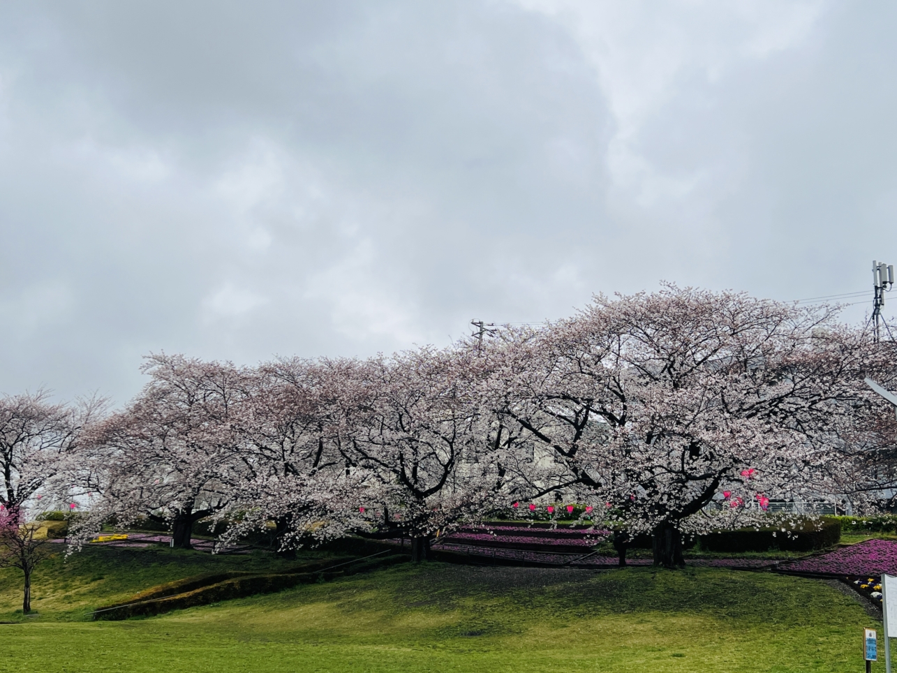 春のかにが沢公園