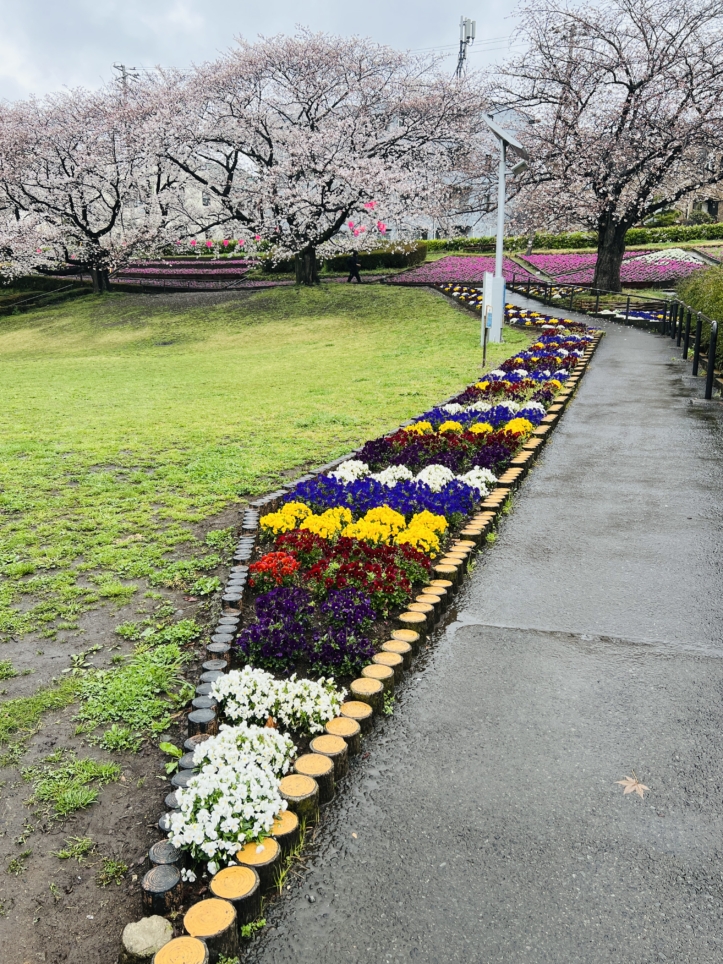 春のかにが沢公園