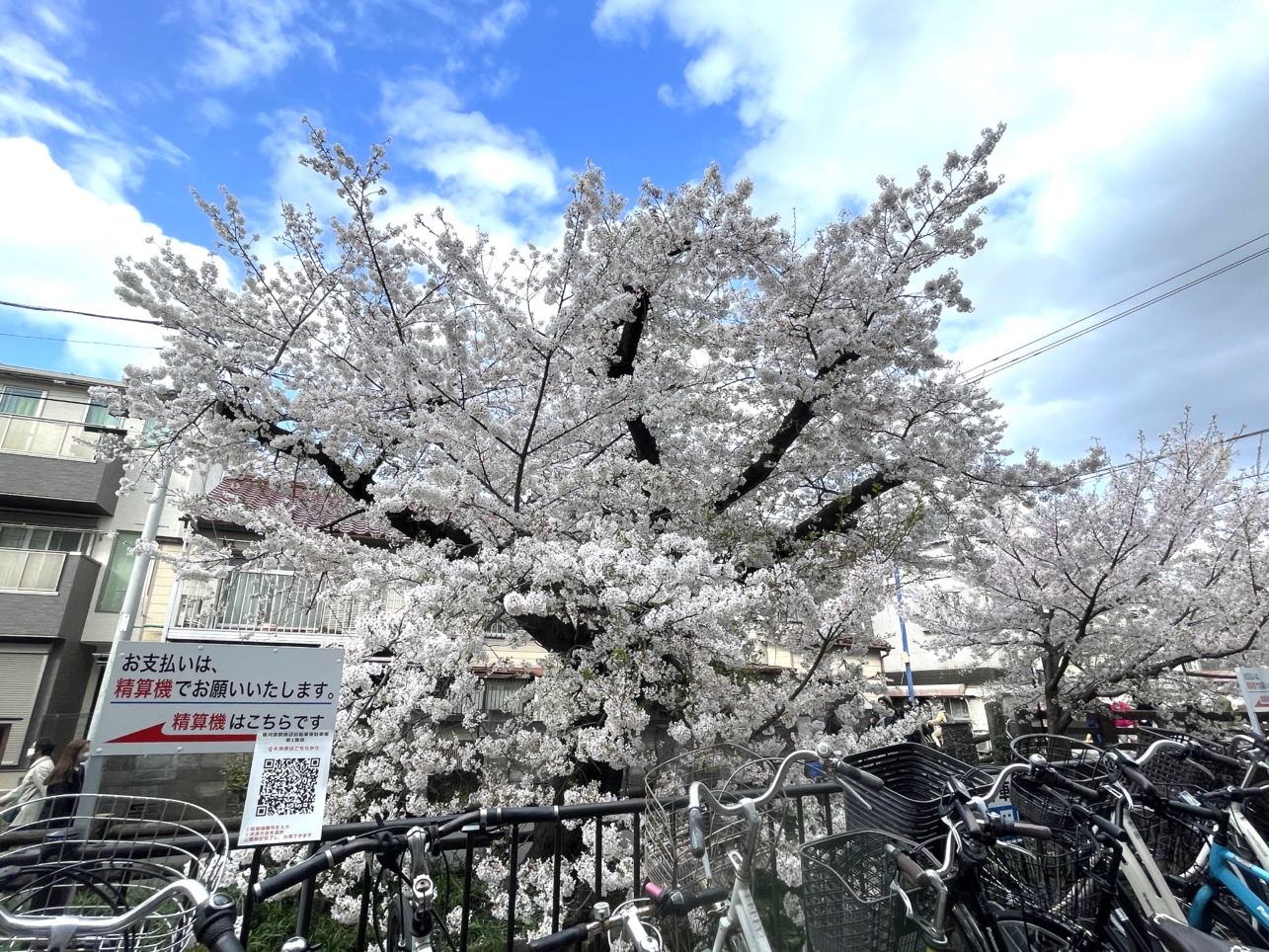 さくらがいっぱい🌸🌸【登戸】