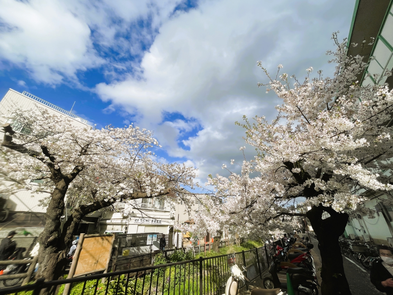 さくらがいっぱい🌸🌸【登戸】