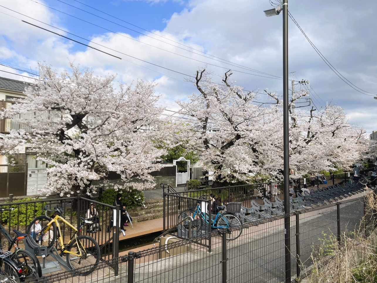 さくらがいっぱい🌸🌸【登戸】