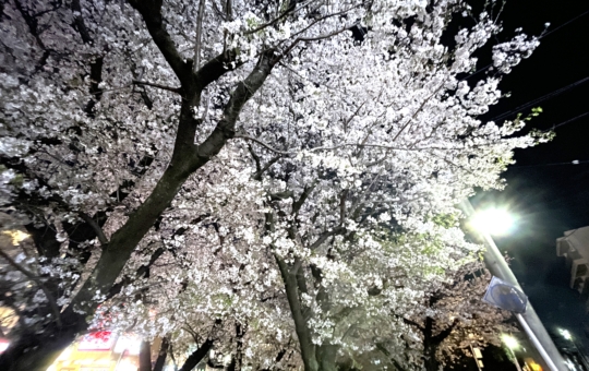 さくらがいっぱい🌸🌸【登戸】