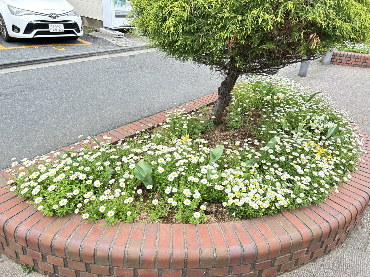 反町から横浜に続く緑道、「東横フラワー緑道」です！