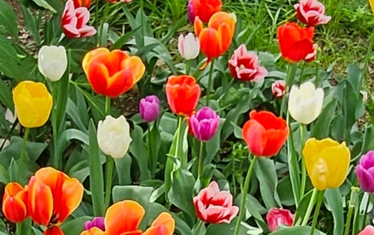 ★★これからが見頃♪色んなお花に出会えます(^^♪　《🌷板橋区立赤塚植物園🌷》