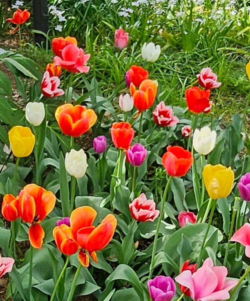★★これからが見頃♪色んなお花に出会えます(^^♪　《🌷板橋区立赤塚植物園🌷》