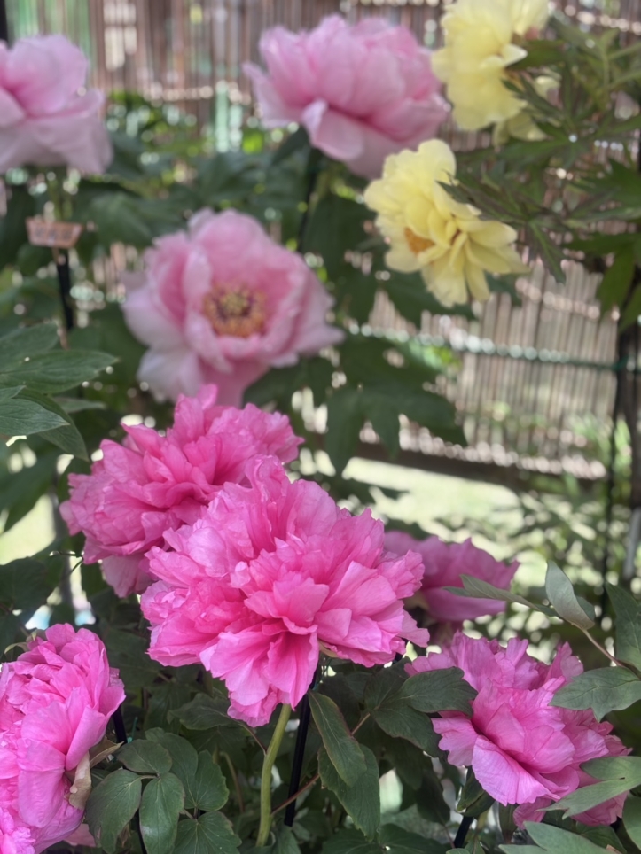 春の花　牡丹♪
