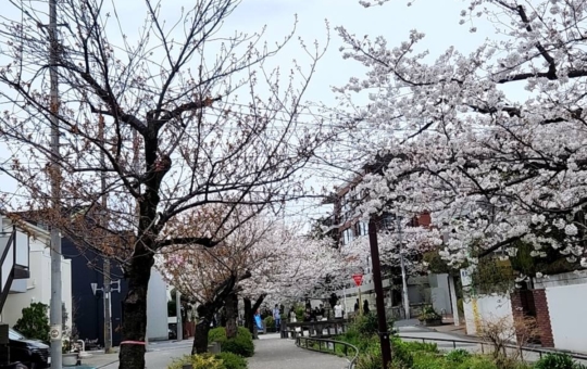 閑静な下北沢？！～北沢川緑道～