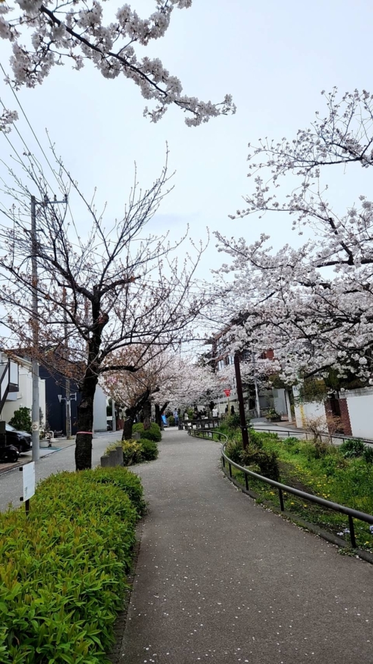 閑静な下北沢？！～北沢川緑道～