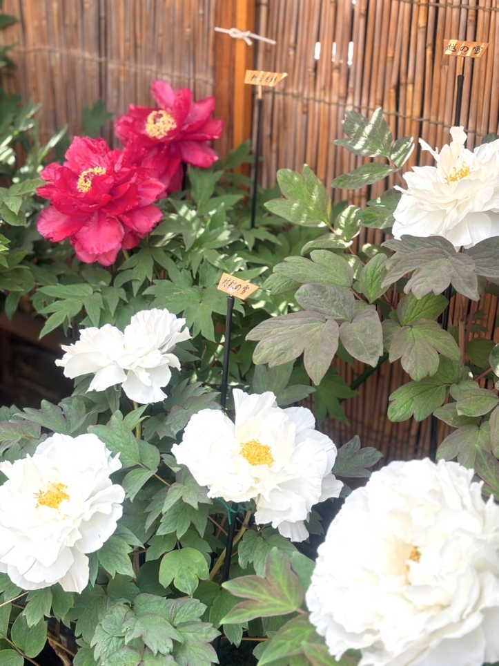 春の花　牡丹♪