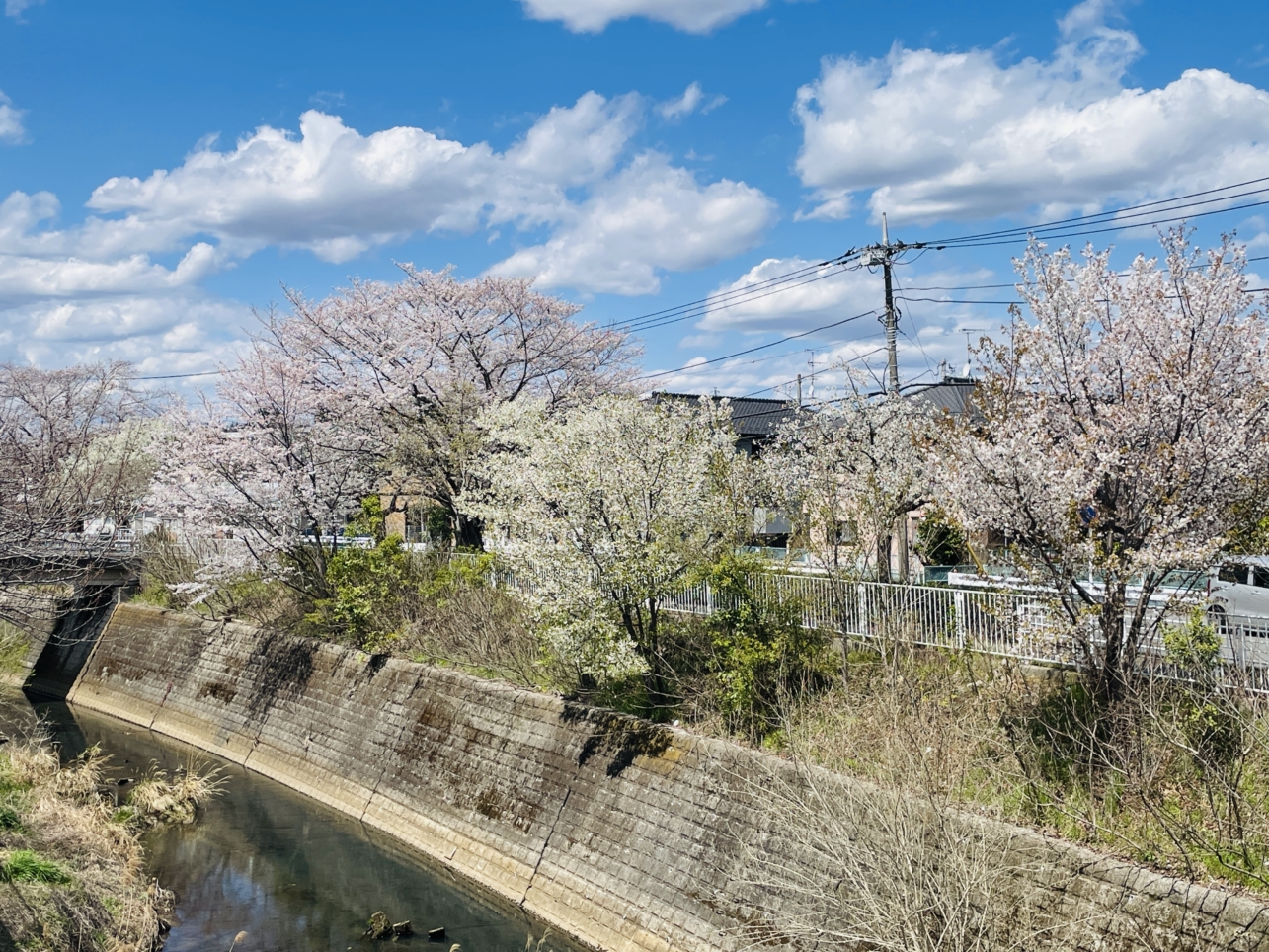 【旭区】帷子川周辺　桜