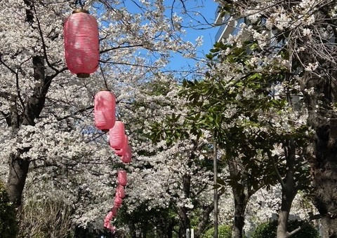 【さくら祭り】KAMEIDO　CLOCK！桜並木がきれい～☆