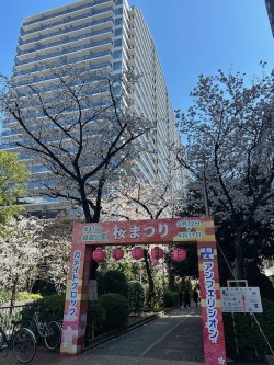 【さくら祭り】KAMEIDO　CLOCK！桜並木がきれい～☆