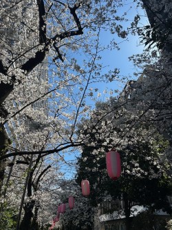 【さくら祭り】KAMEIDO　CLOCK！桜並木がきれい～☆
