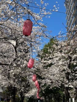 【さくら祭り】KAMEIDO　CLOCK！桜並木がきれい～☆