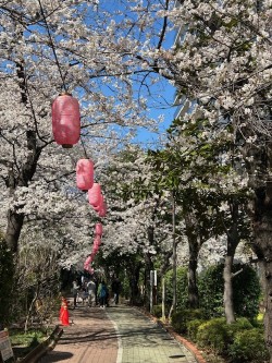 【さくら祭り】KAMEIDO　CLOCK！桜並木がきれい～☆