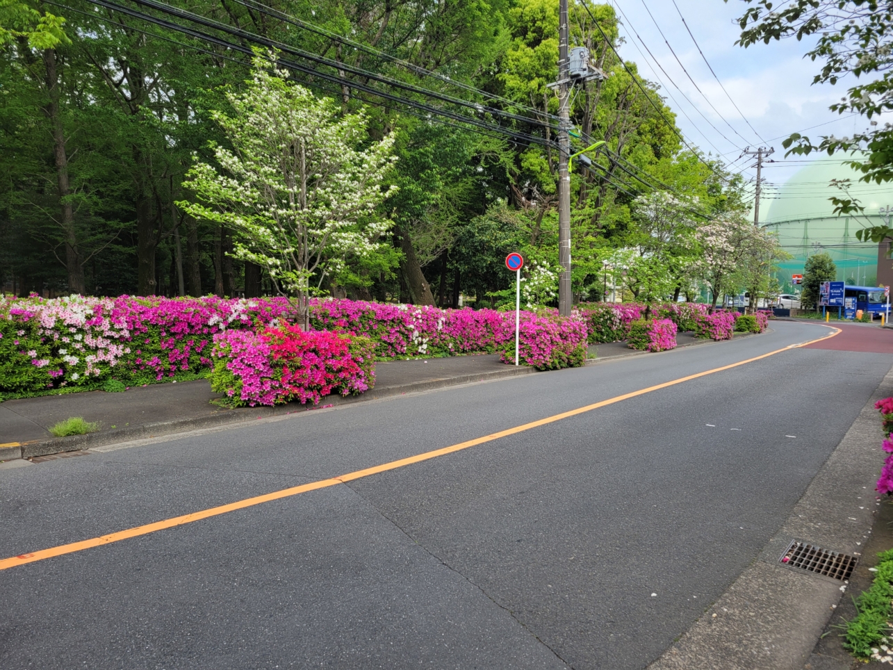 千歳烏山エリア🌸つつじの花満開