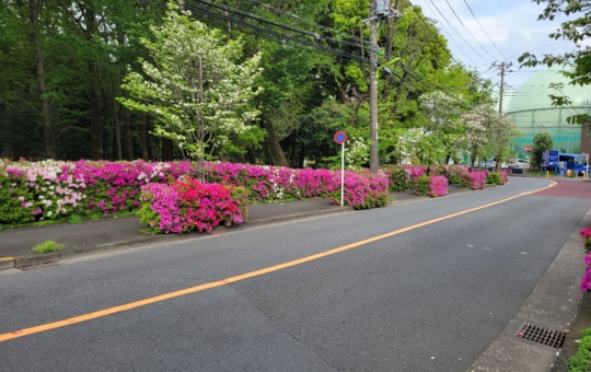 千歳烏山エリア🌸つつじの花満開