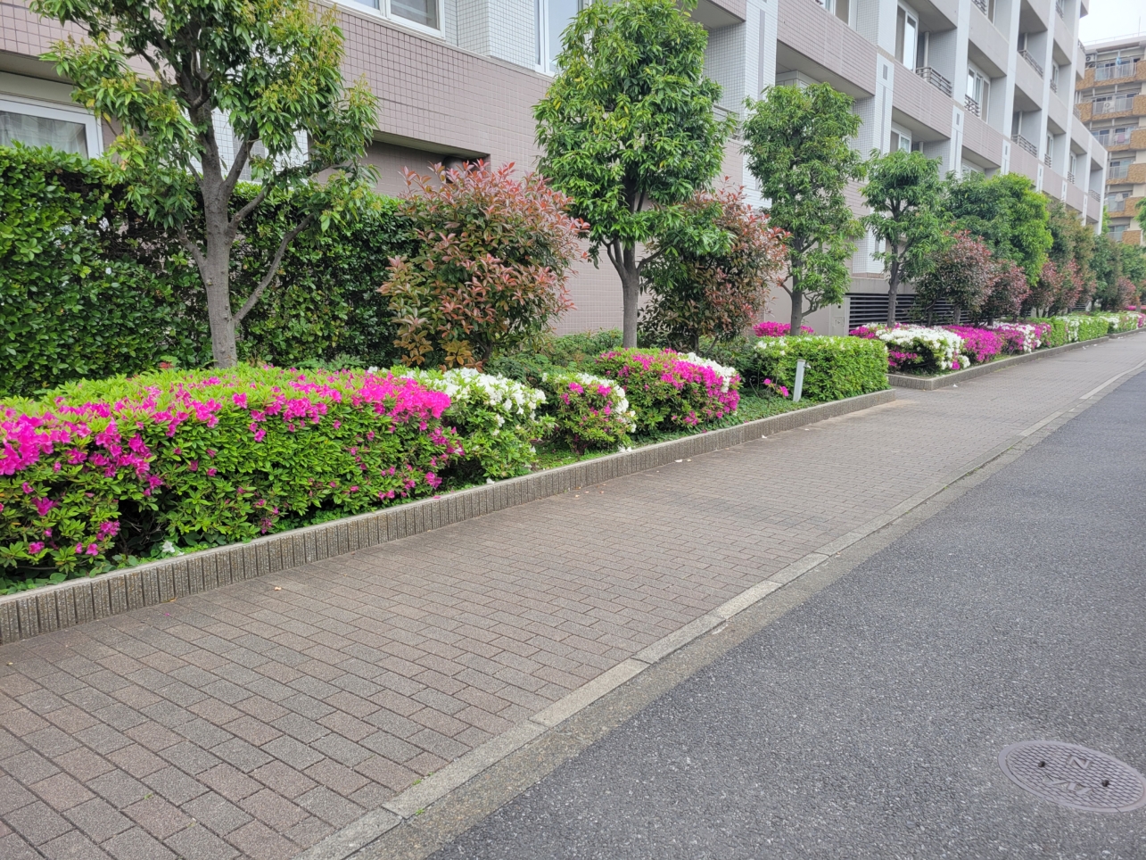 千歳烏山エリア🌸つつじの花満開