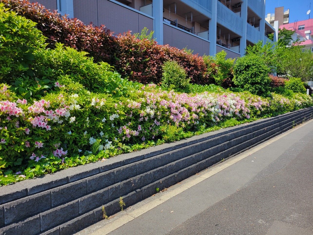 千歳烏山エリア🌸つつじの花満開