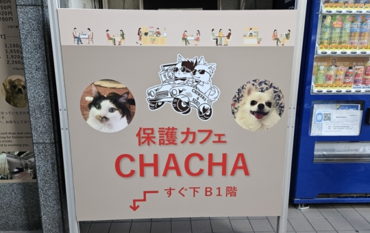 可愛いパートナーに出逢えるかも⁉《保護カフェCHACHA》