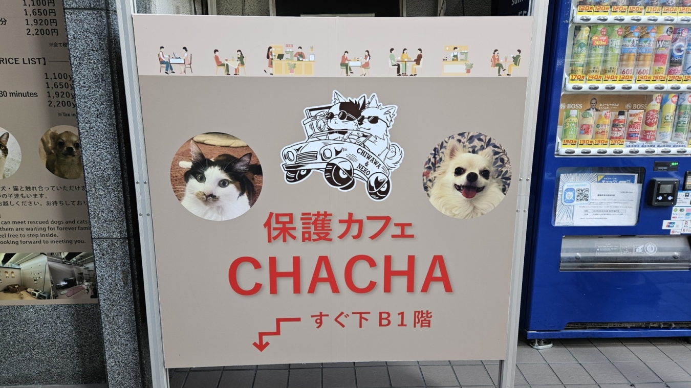 可愛いパートナーに出逢えるかも⁉《保護カフェCHACHA》