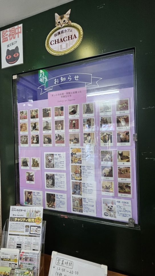 可愛いパートナーに出逢えるかも⁉《保護カフェCHACHA》
