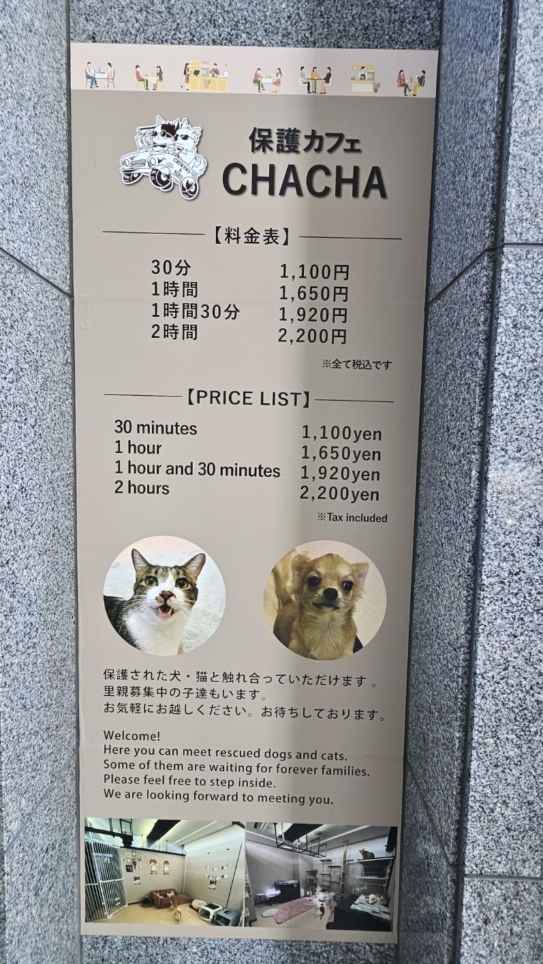 可愛いパートナーに出逢えるかも⁉《保護カフェCHACHA》