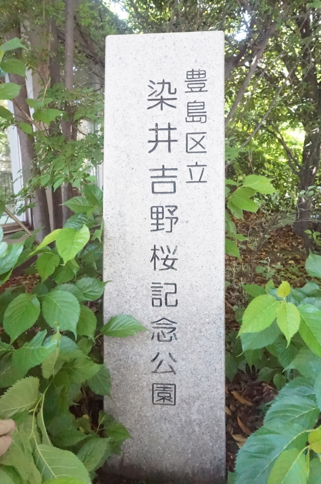 【駒込】知らなかった！みんな大好きソメイヨシノ、発祥の地！！