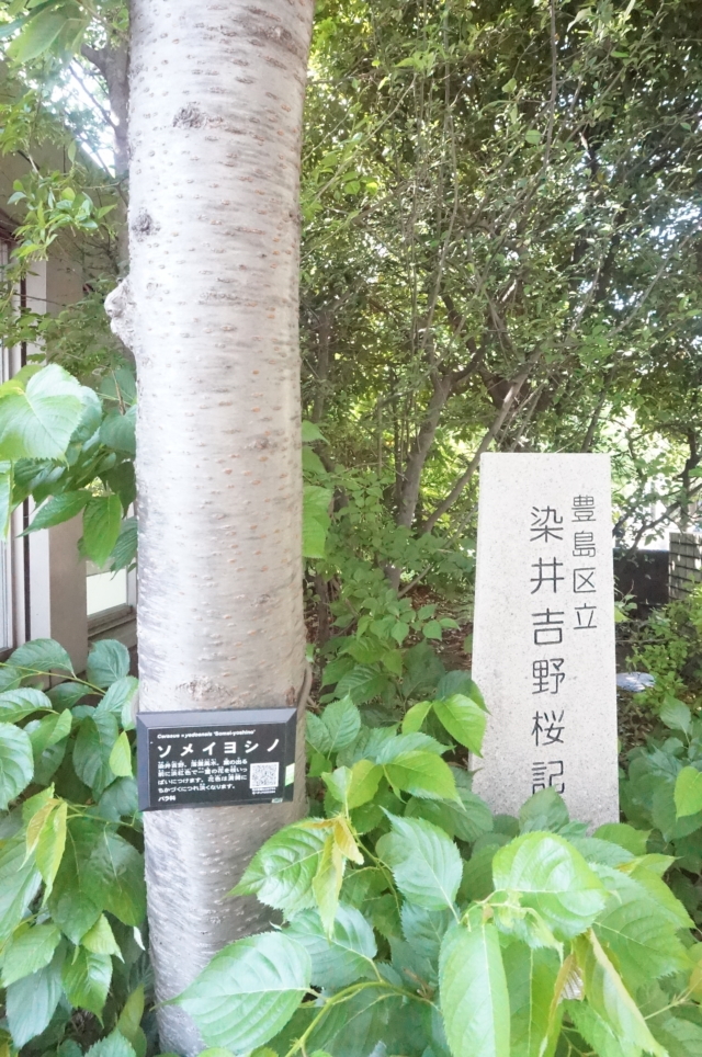 【駒込】知らなかった！みんな大好きソメイヨシノ、発祥の地！！