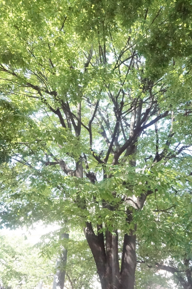 【駒込】知らなかった！みんな大好きソメイヨシノ、発祥の地！！