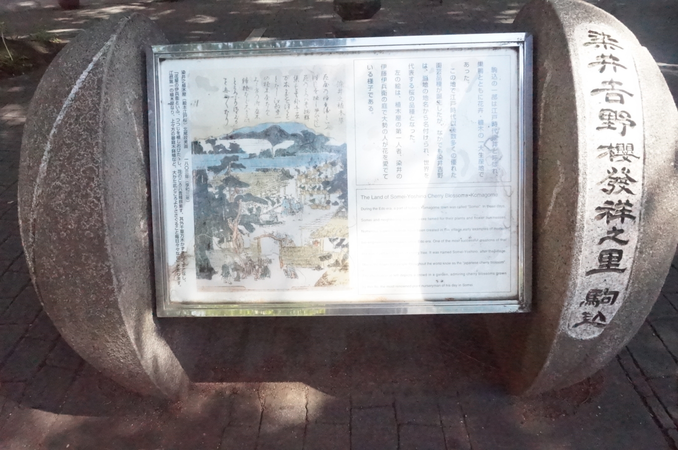 【駒込】知らなかった！みんな大好きソメイヨシノ、発祥の地！！