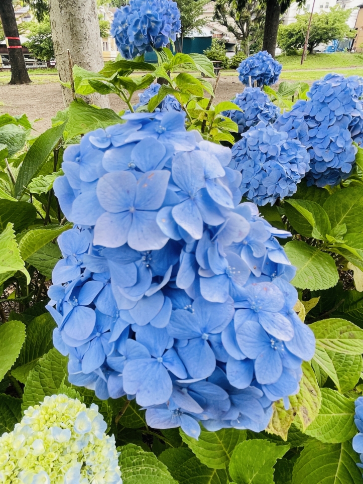 【旭区】 椚谷公園　くぬぎとこうえん
