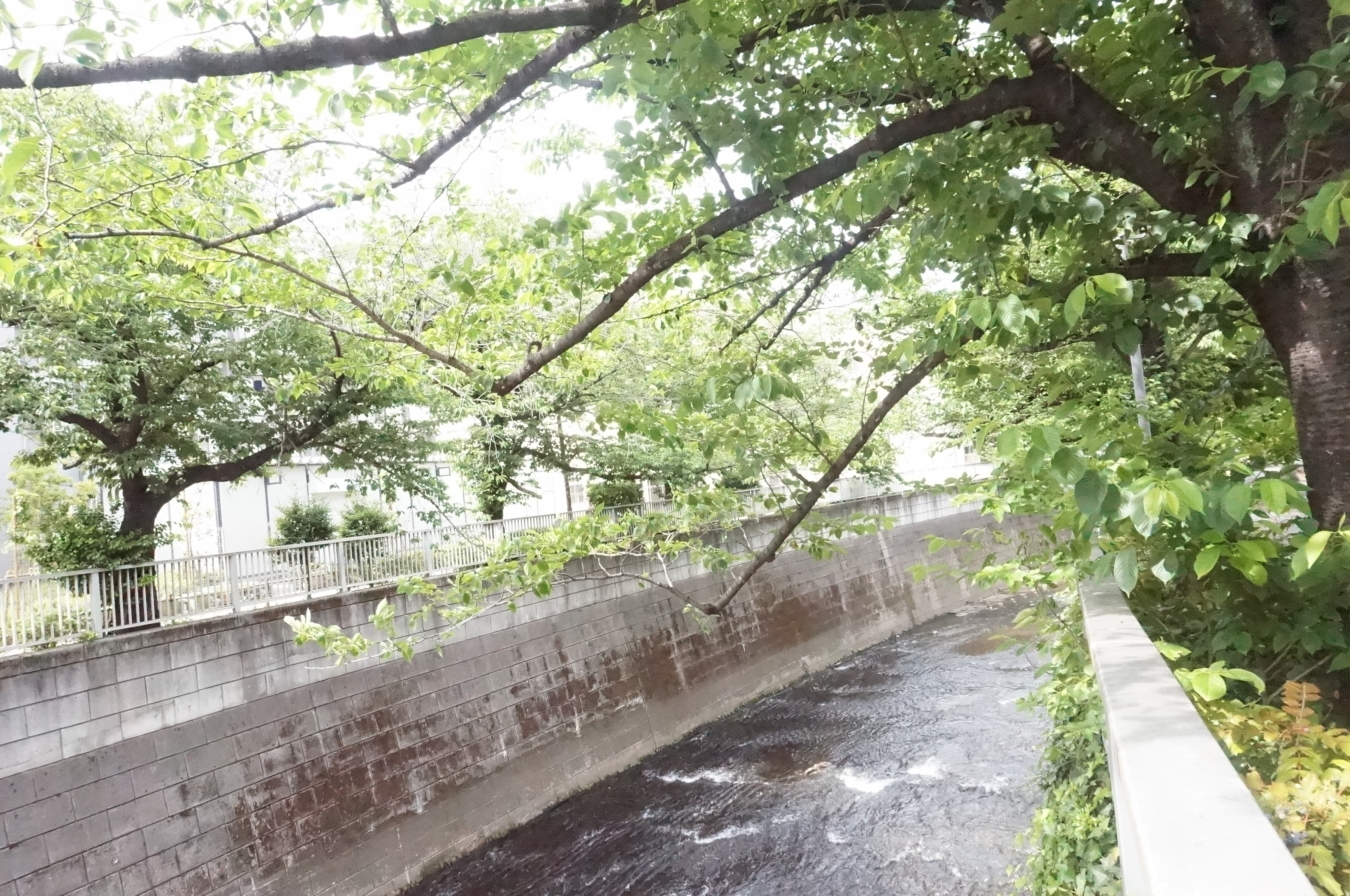 【東中野】川沿いをお散歩♪ソメイヨシノも水遊びも楽しめる公園☆神田上水公園☆