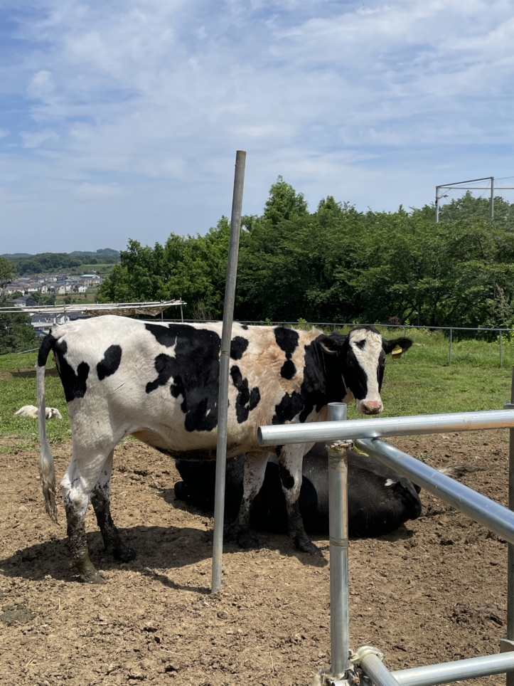 磯沼牧場　八王子市☆牧場☆