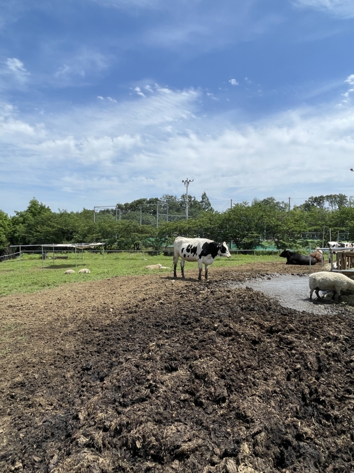 磯沼牧場　八王子市☆牧場☆