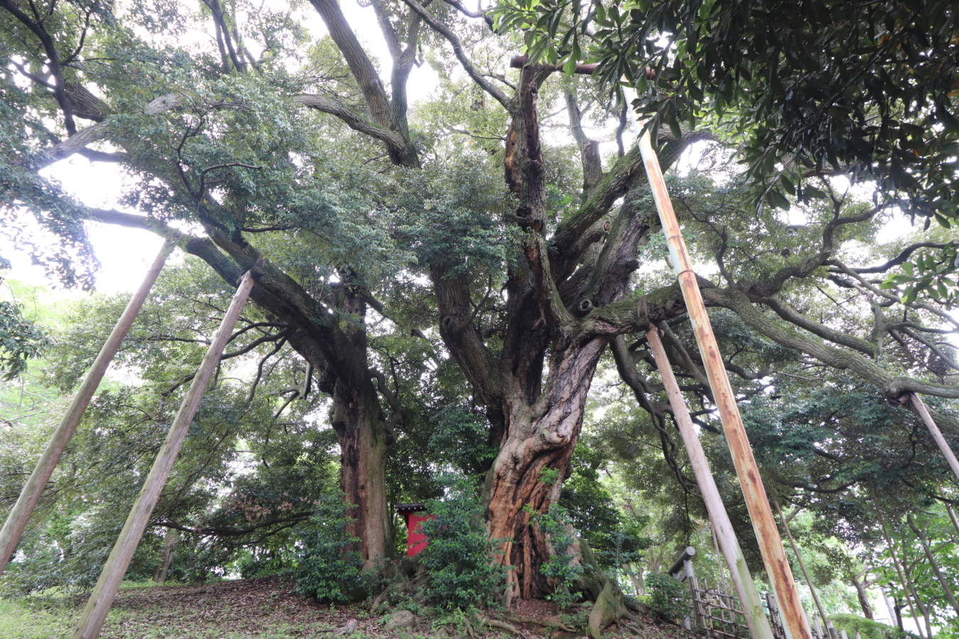 多摩の歴史見守る巨樹【平久保公園】