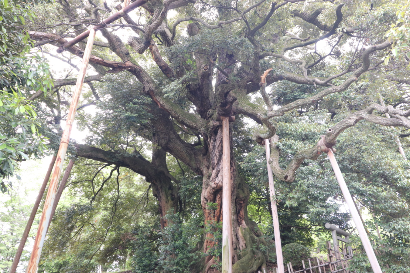 多摩の歴史見守る巨樹【平久保公園】